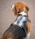 Load image into Gallery viewer, Coccopucci Signature Dog Harness ( With Fidlock Megnetic Buckle )
