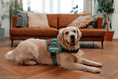 Load image into Gallery viewer, Coccopucci Comfsecure Dog Harness (Pink Leaf)