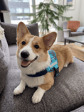 Load image into Gallery viewer, Coccopucci Comfsecure Dog Harness (Cyber Pup)