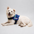Load image into Gallery viewer, Coccopucci Comfsecure Dog Harness (Ocean Chevron)