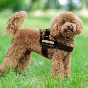 Coccopucci Comfsecure Dog Harness (Savannah Spots)