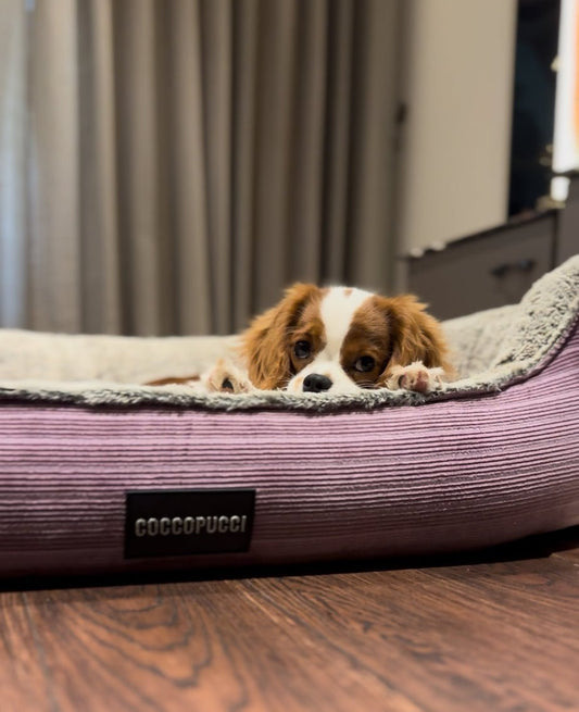 Coccopucci Lilac Haze Pebble Orthopedic Dog Bed