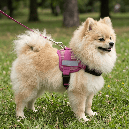 Coccopucci Comfsecure Dog Harness (Flamingo flair)