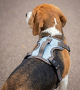Load image into Gallery viewer, Coccopucci Signature Black Magic Dog Harness
