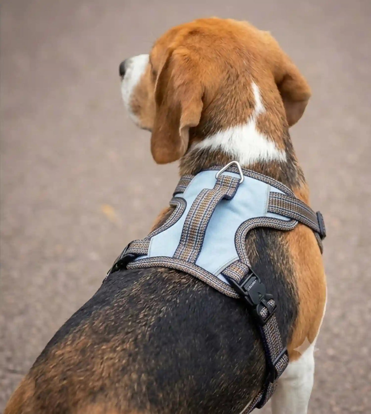 Coccopucci Signature Dog Harness ( With Fidlock Megnetic Buckle )