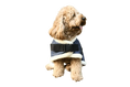 Load image into Gallery viewer, Coccopucci Hybrid Jacket Harness Blue (Fragmentedflow) - COCCOPUCCI
