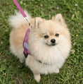 Load image into Gallery viewer, Coccopucci Comfsecure Dog Harness (Flamingo flair)
