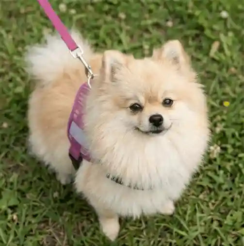 Coccopucci Comfsecure Dog Harness (Flamingo flair)