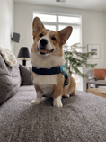 Load image into Gallery viewer, Coccopucci Comfsecure Dog Harness (Cyber Pup)
