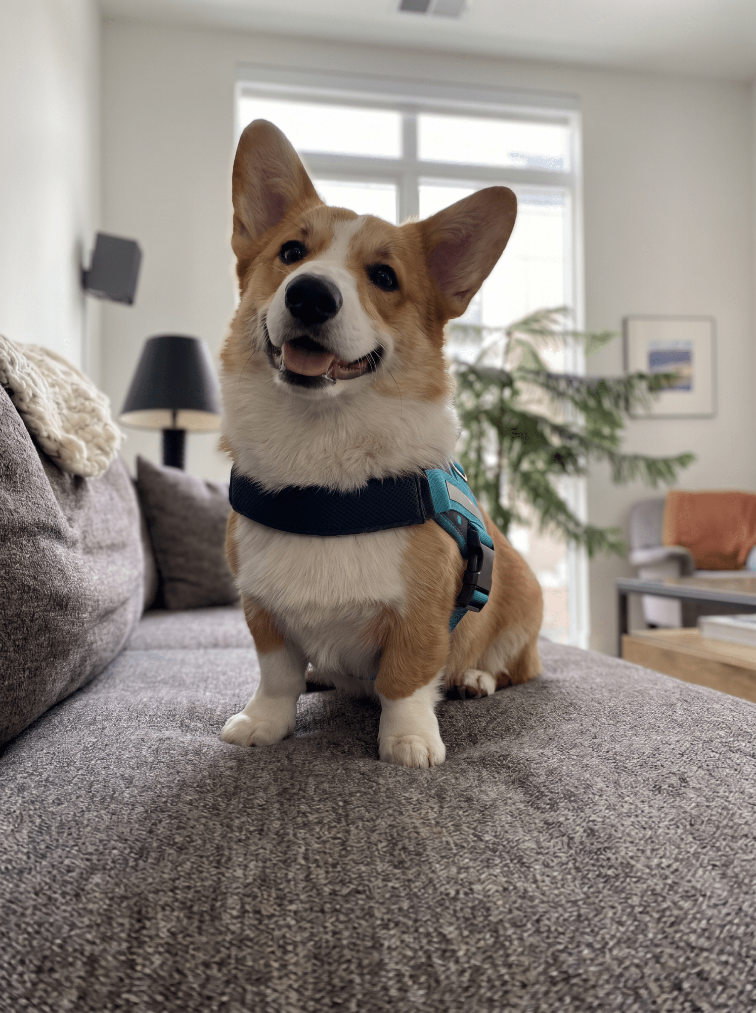 Coccopucci Comfsecure Dog Harness (Cyber Pup)
