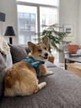 Load image into Gallery viewer, Coccopucci Comfsecure Dog Harness (Cyber Pup)
