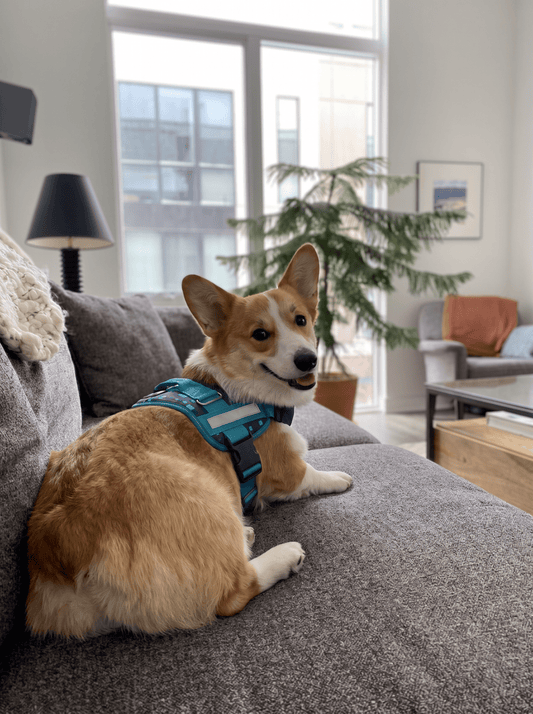 Coccopucci Comfsecure Dog Harness (Cyber Pup)