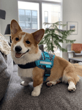Load image into Gallery viewer, Coccopucci Comfsecure Dog Harness (Cyber Pup)
