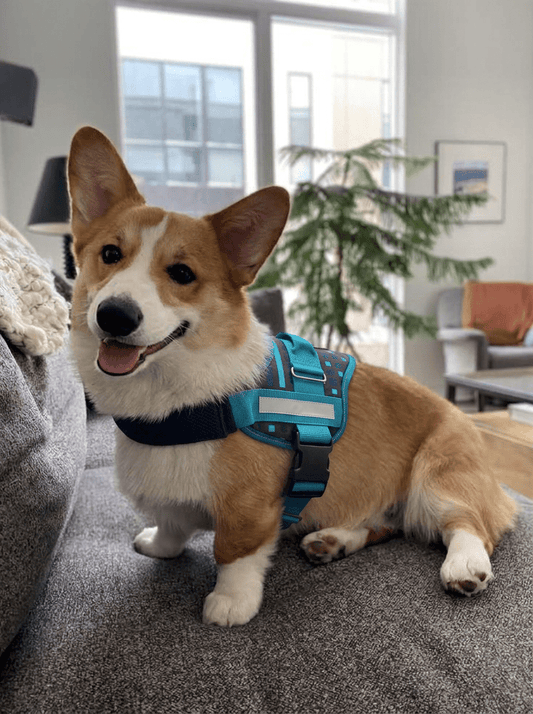 Coccopucci Comfsecure Dog Harness (Cyber Pup)