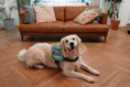Load image into Gallery viewer, Coccopucci Comfsecure Dog Harness (Pink Leaf)
