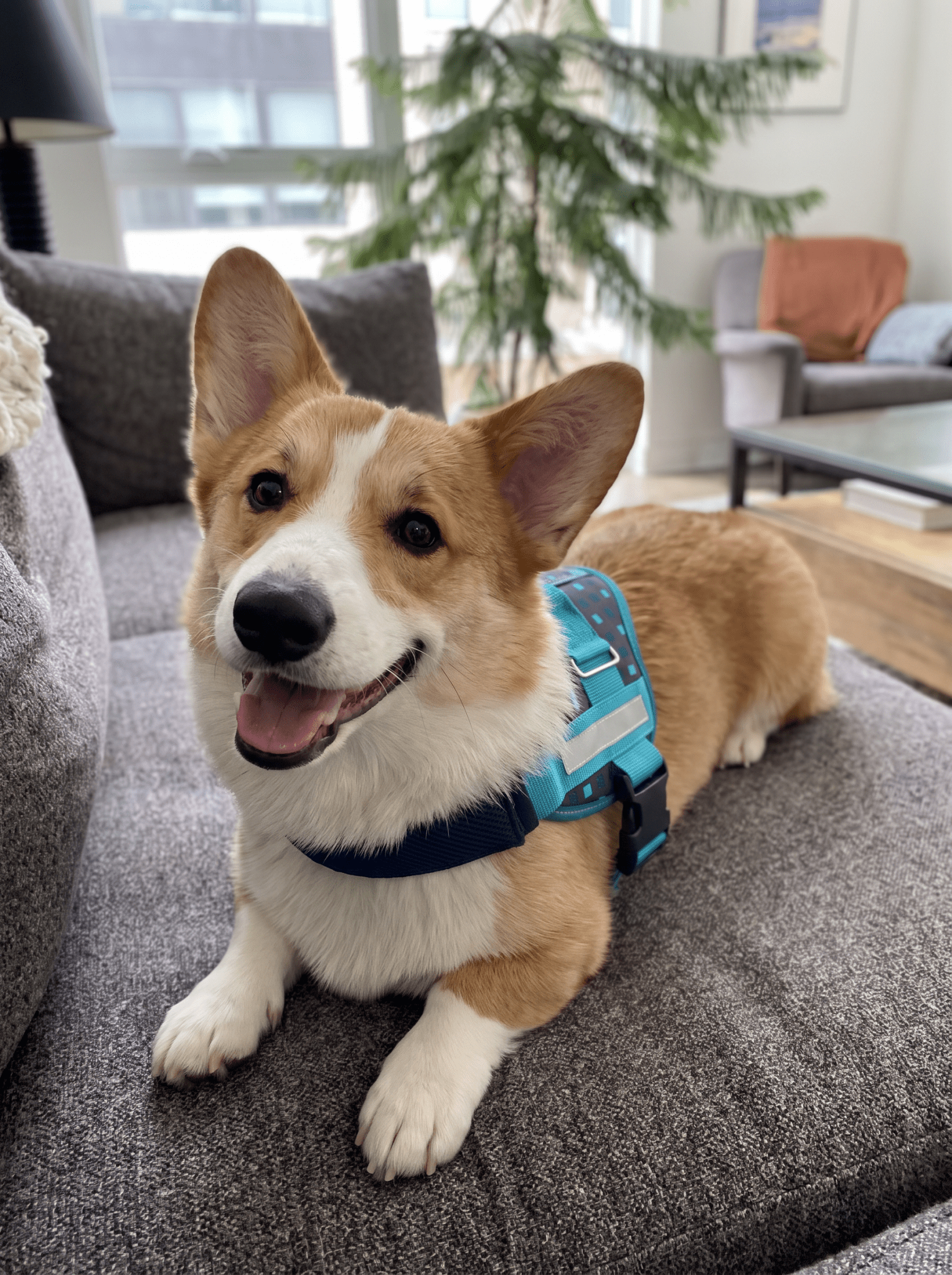 Coccopucci Comfsecure Dog Harness (Cyber Pup)