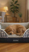 Load and play video in Gallery viewer, Coccopucci Signature Orthopedic Dog Bed
